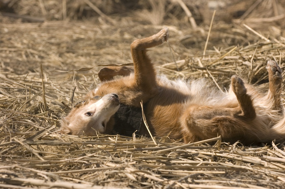 Cadaver dog training