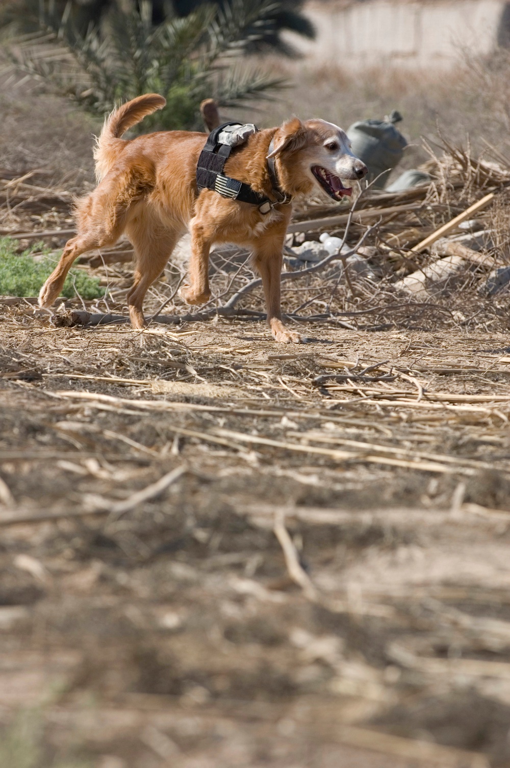 Cadaver dog training