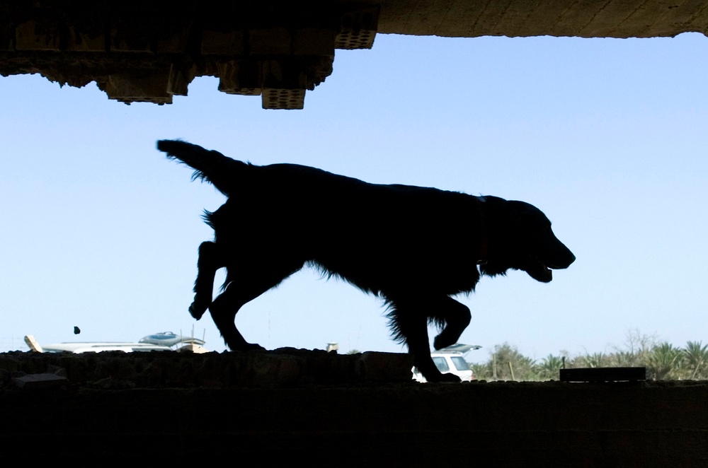 Cadaver dog training