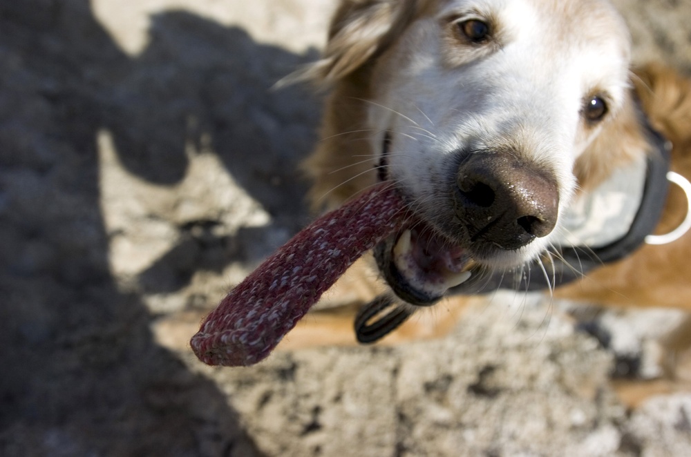 Cadaver dog training