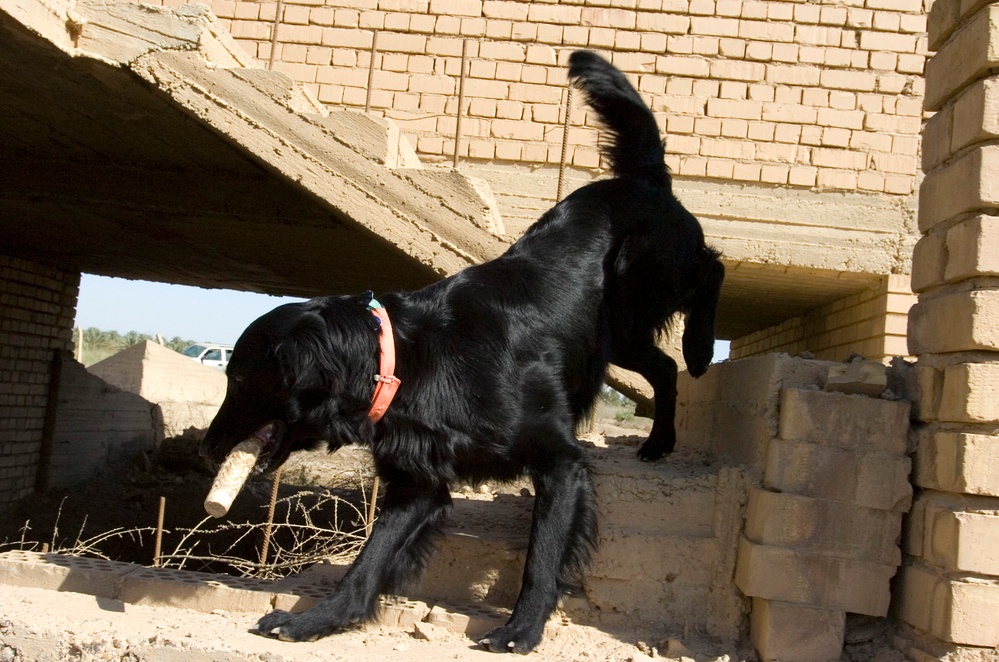 Cadaver dog training