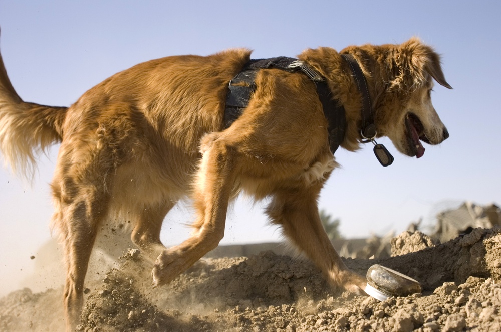 Cadaver dog training