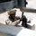 MWSS-274 Tests Its Skills, Makes Leatherneck Safer for Fellow Marines