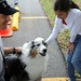 Search and Rescue Dogs Entertain, Educate at American Heroes Celebration