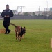 Search and Rescue Dogs Entertain, Educate at American Heroes Celebration