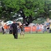 Search and Rescue Dogs Entertain, Educate at American Heroes Celebration