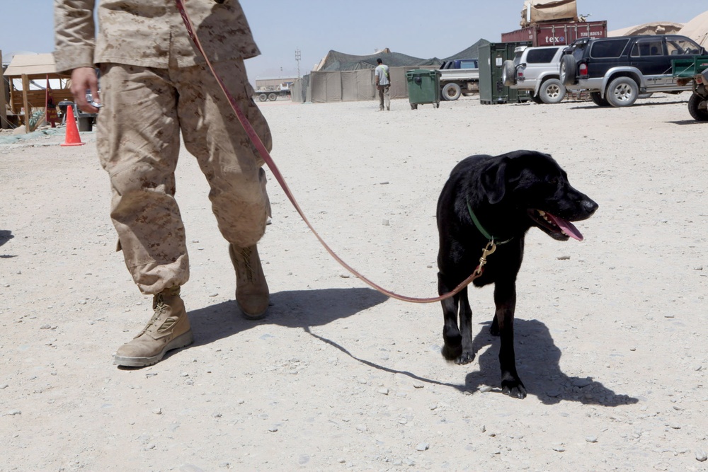 Dakota, improvised explosive device detector dog, survives firefight