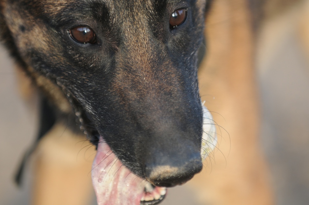 A partnership with 'man's best friend'
