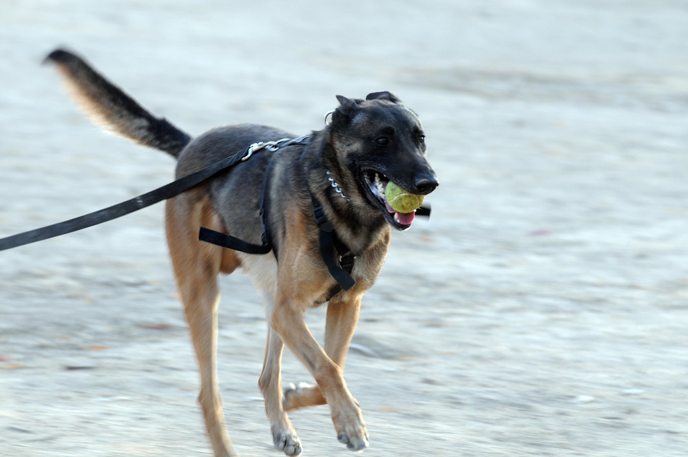 A partnership with 'man's best friend'