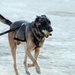 A partnership with 'man's best friend'