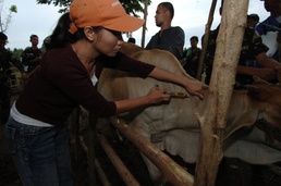 Peace and Development: One Animal at a Time