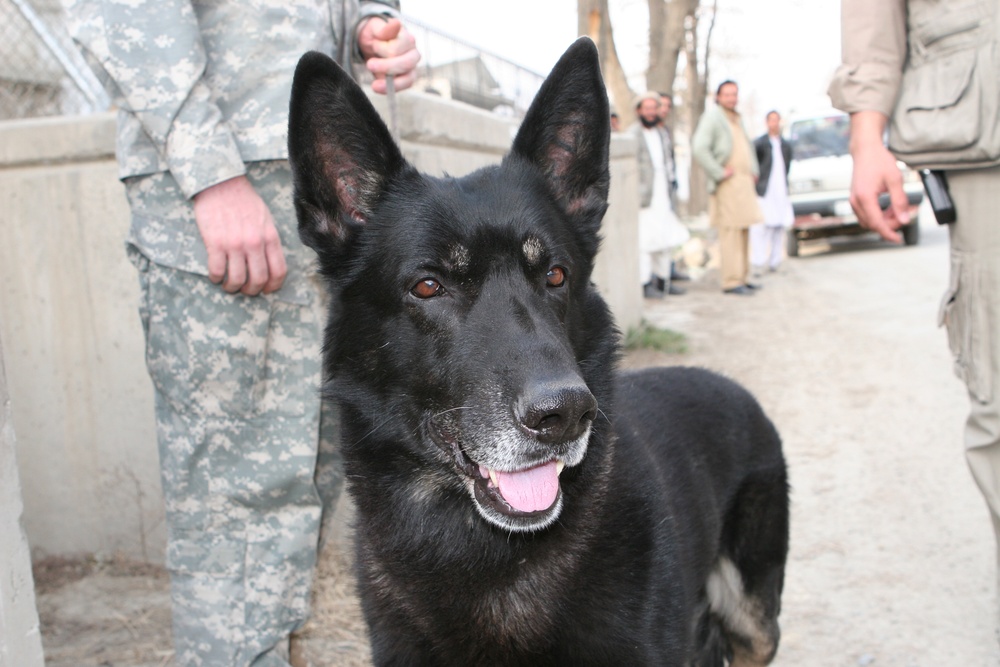 Military Working Dogs: a Tribute to Ardy