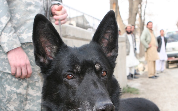 Military Working Dogs: a Tribute to Ardy