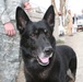 Military Working Dogs: a Tribute to Ardy