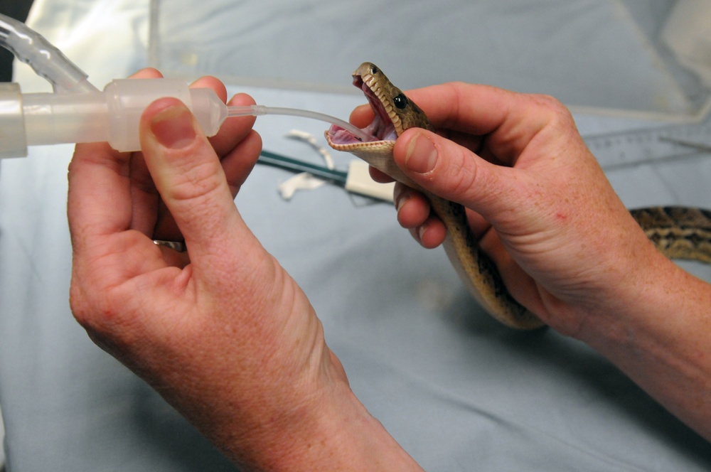 Snake Surgery