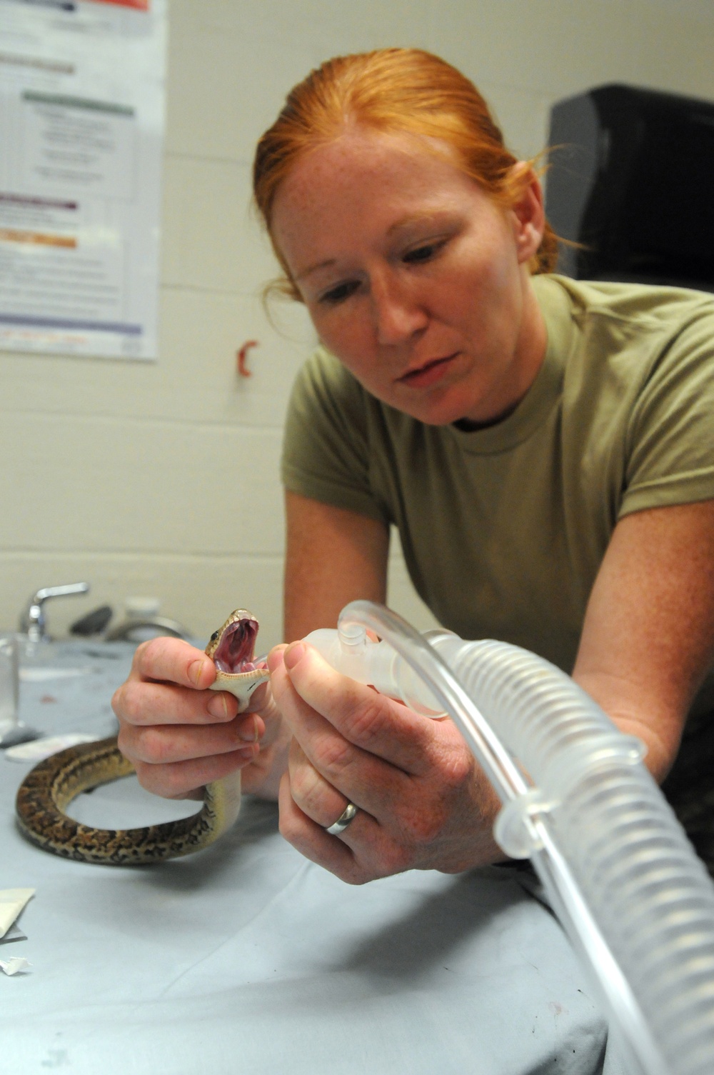 Snake Surgery