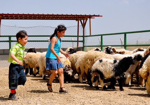 Refining Iraq's green thumb: Ninewa province receives agricultural overhaul