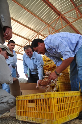 Refining Iraq's green thumb: Ninewa province receives agricultural overhaul