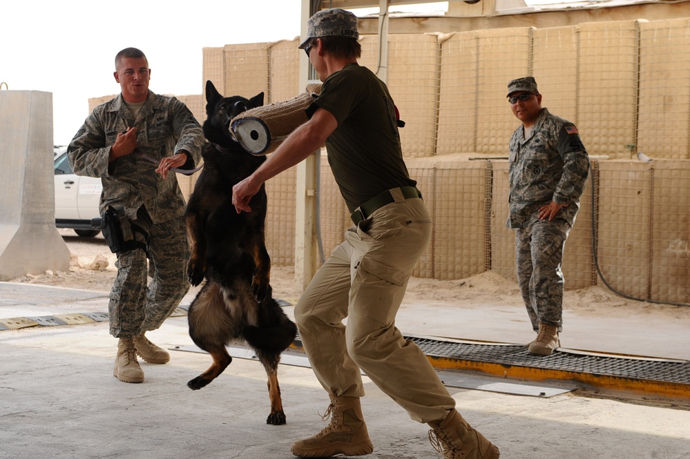 Military Working Dog