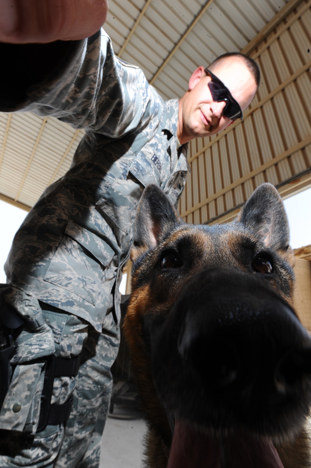 Military Working Dog