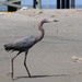 Wildlife Gets Oiled From Deepwater Horizon Spill