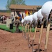 The Air National Guard assists the Navajo Nation