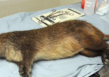 Veterinary Clinic GPS