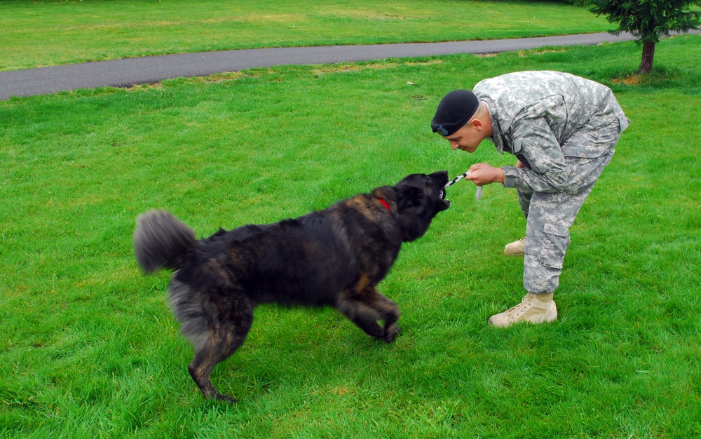 Bringing home heroes: One Soldier opens his home to military working dogs