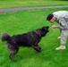 Bringing home heroes: One Soldier opens his home to military working dogs
