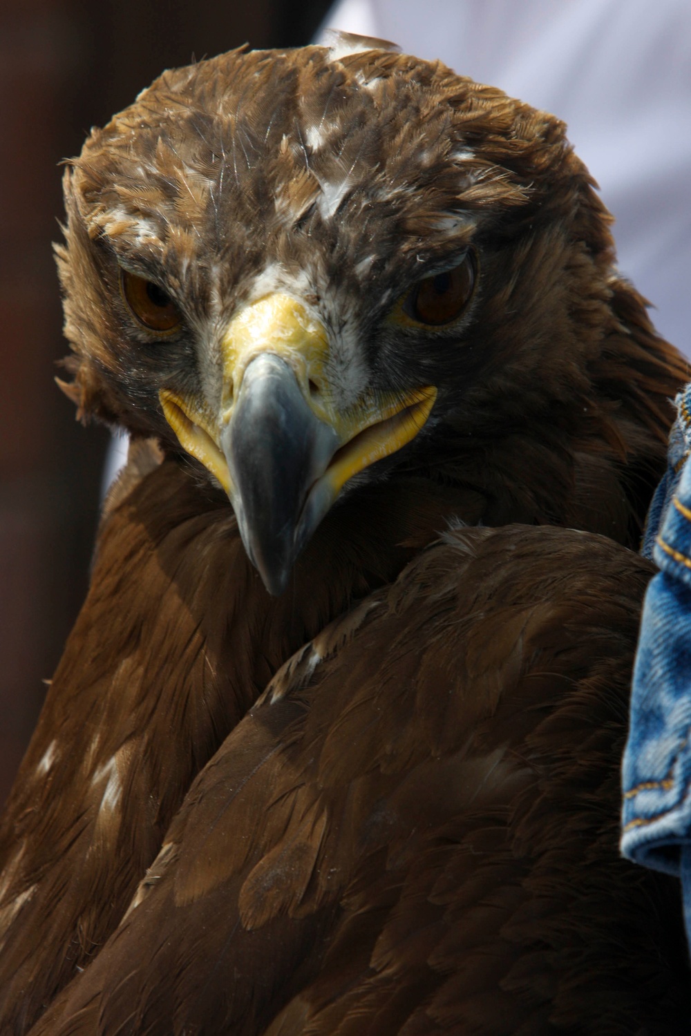 Memory of Utah's Fallen Warriors Takes Flight With Eagle