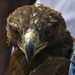 Memory of Utah's Fallen Warriors Takes Flight With Eagle