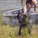 Search and Rescue Dogs Train in Indiana Waters