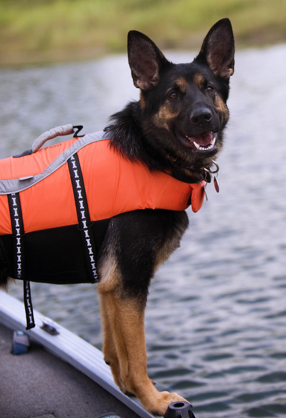 DVIDS - Images - Search and Rescue Dogs Train in Indiana Waters [Image 3 of  7]