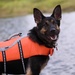 Search and Rescue Dogs Train in Indiana Waters