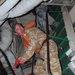 Ukraine Security Force Assistance Mobile Training Teams