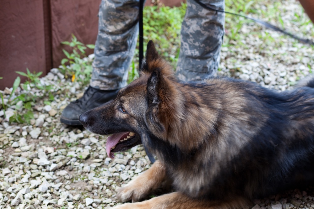 Indiana State Trooper Canine Training at Camp Atterbury