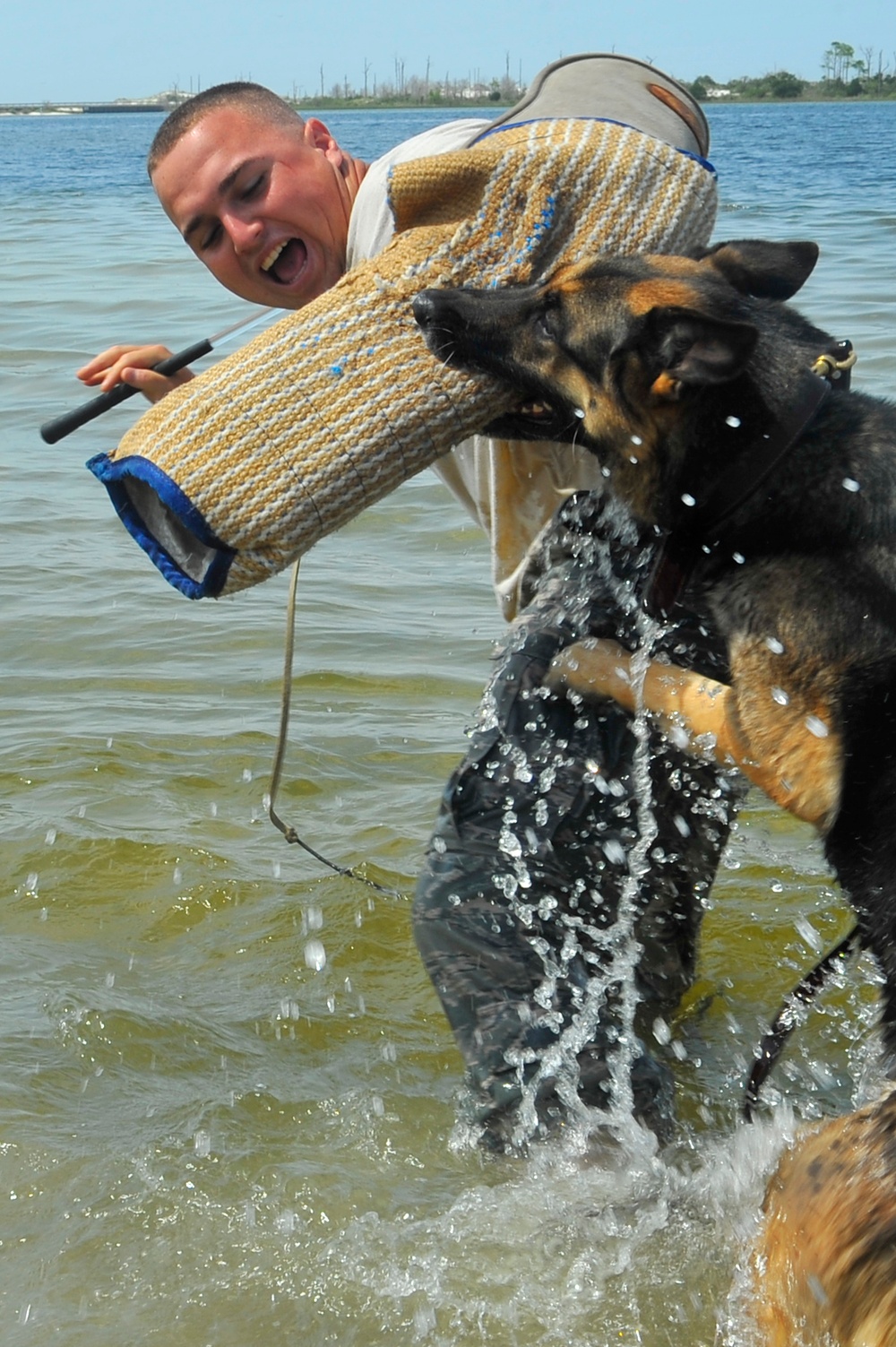 Military Working Dog Trains in Water