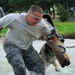 Military Working Dog Trains in Water