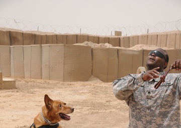 Every dog has its day, including military working dogs
