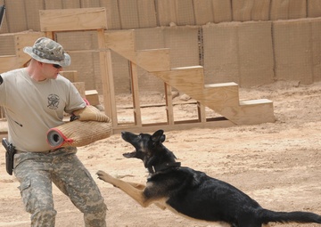 Every dog has its day, including military working dogs