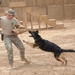 Every dog has its day, including military working dogs