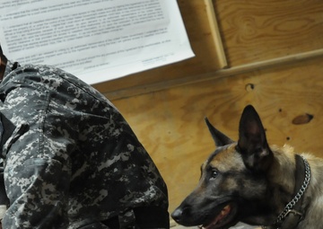 Every dog has its day, including military working dogs