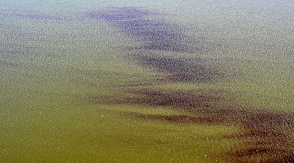 Red Algea
