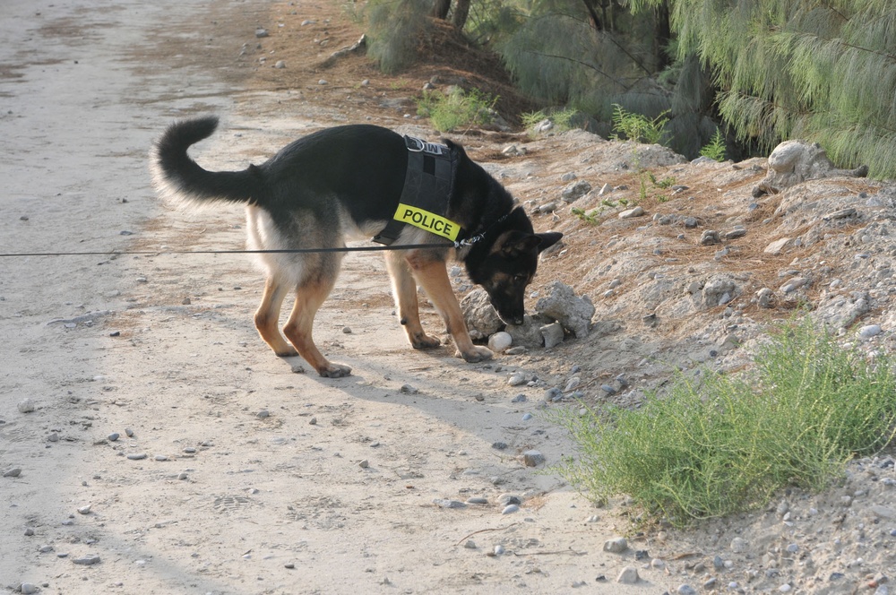 Military Police Dogs Train to Assist ISAF, ANA Locate IEDs, Narcotics
