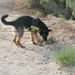 Military Police Dogs Train to Assist ISAF, ANA Locate IEDs, Narcotics