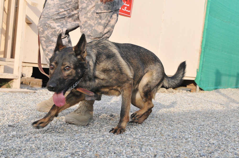 Military Police Dogs Train to Assist ISAF, ANA Locate IEDs, Narcotics