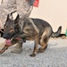 Military Police Dogs Train to Assist ISAF, ANA Locate IEDs, Narcotics