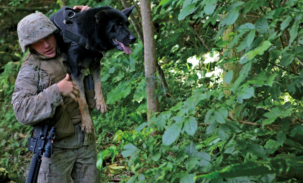 Working Dog Teams Readying for Combat