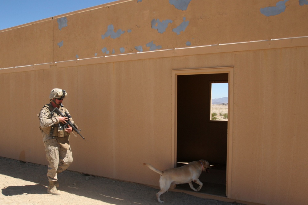Dog Handlers Prepare for Afghanistan
