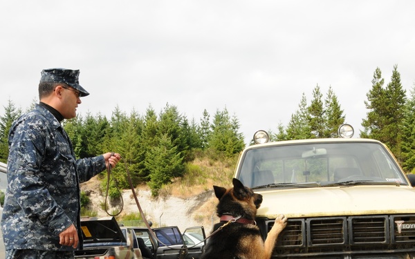 A military or law enforcement handler in U.S. Navy digital camouflage (NWU) uniform is working with a German Shepherd dog during what appears to be a K-9 vehicle search training exercise. The dog has its front paws up on the front bumper of an old yellow Toyota truck, indicating an alert or trained response. The setting appears to be an outdoor training area with multiple older vehicles used as props.